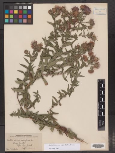 Symphyotrichum novae-angliae