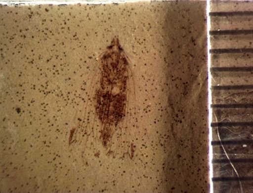 undet. Auchenorrhyncha