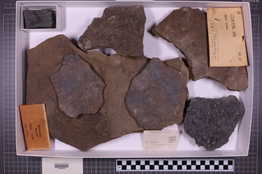 mixed taxa, stratigraphic collection