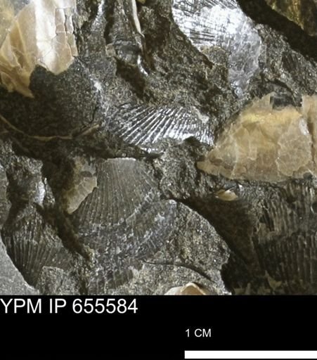 Oxytoma (Hypoxytoma) nebrascana