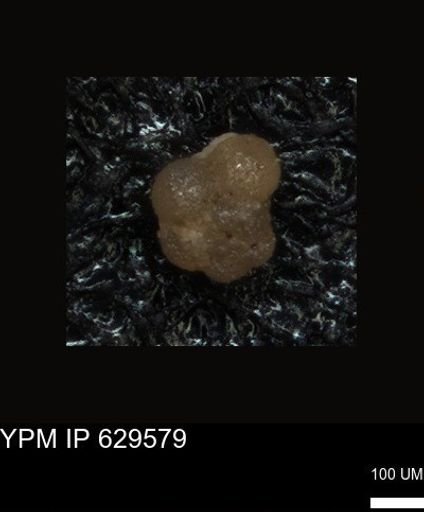 undet. Foraminiferida