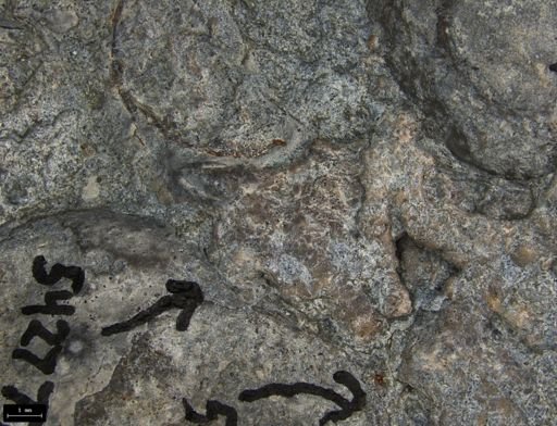 Aplocoma damesii