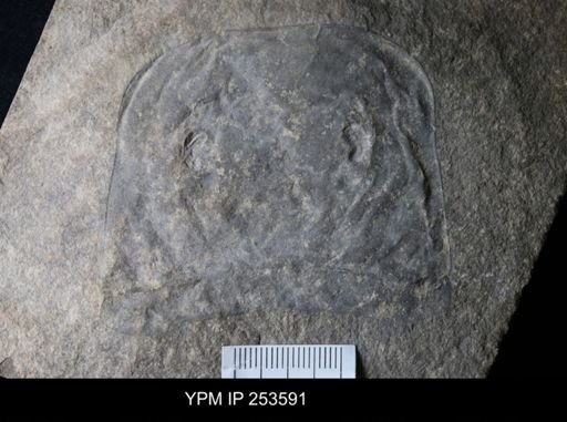 Eurypterus sp.