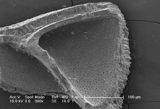 Globorotalia truncatulinoides