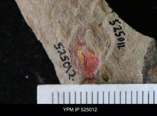 undet. Porifera
