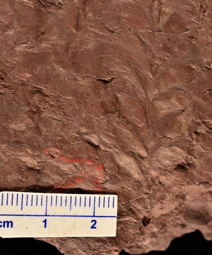 Archaeopteris obtusa