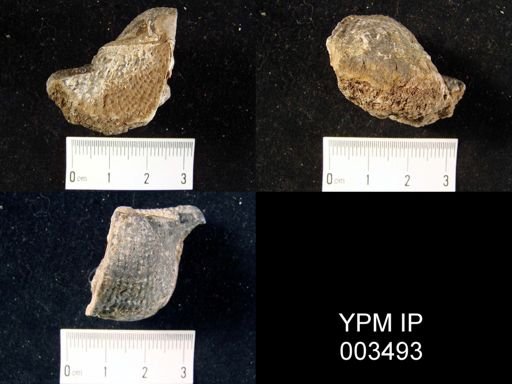 Productus peruvianus