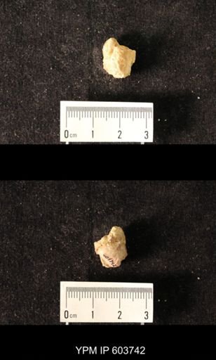 Productus sp.