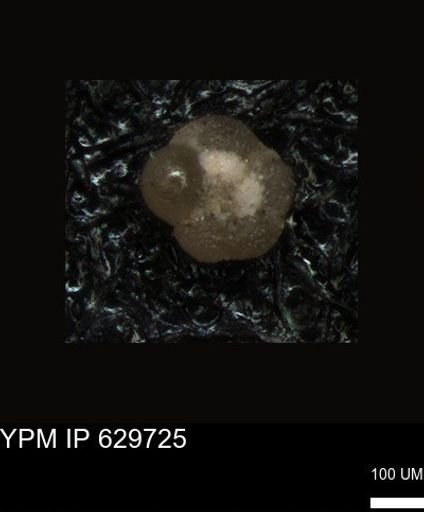 undet. Foraminiferida