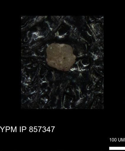 undet. Foraminiferida