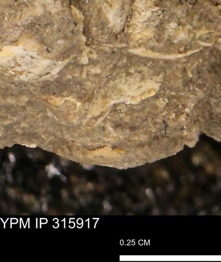 undet. Mollusca