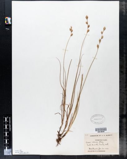 Carex silicea