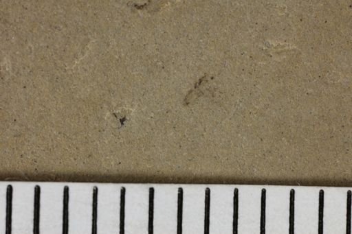 taxon undetermined