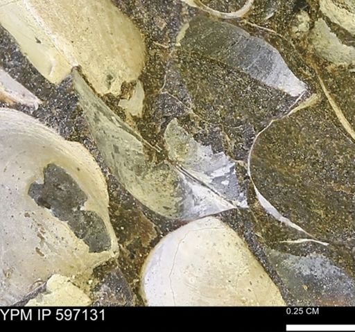 Limopsis striatopunctatus