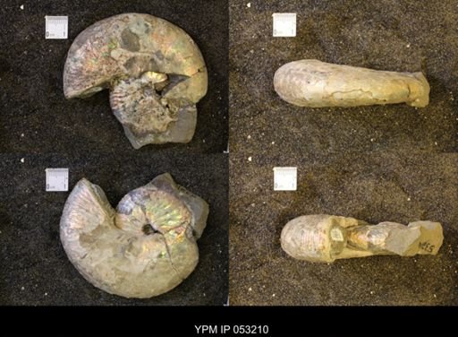 Discoscaphites conradi