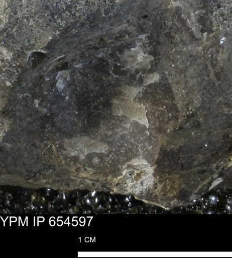 undet. Bivalvia