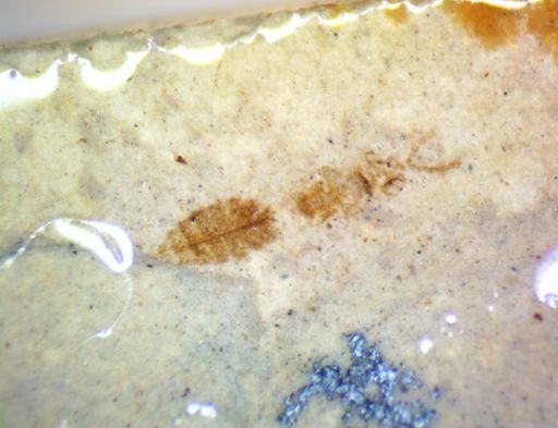 undet. Hymenoptera