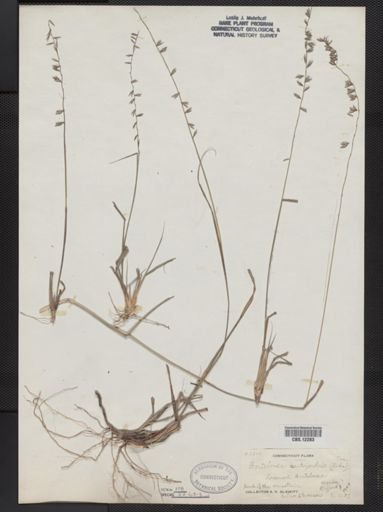 Bouteloua curtipendula
