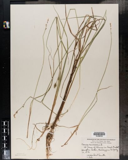 Carex canescens