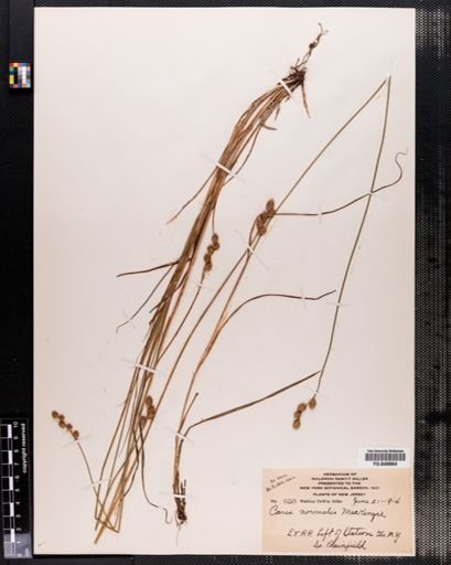 Carex normalis