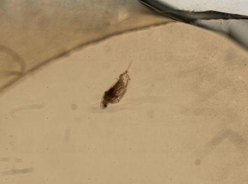 Daphnia pulex