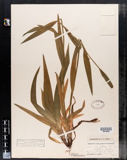 Carex albursina