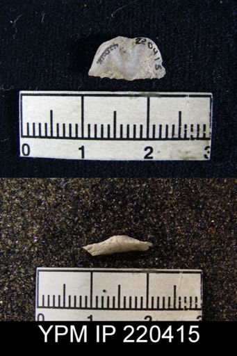 Chonetina flemingi var. plebeia