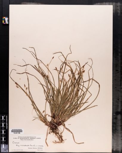 Carex pedunculata