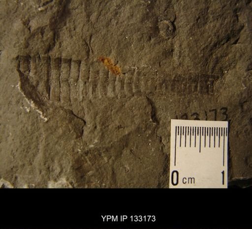 Orthoceras nuntium