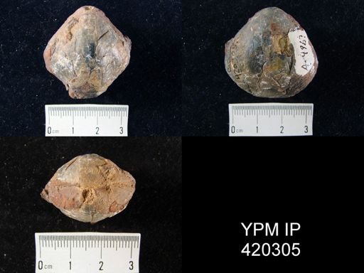 Athyris sp.