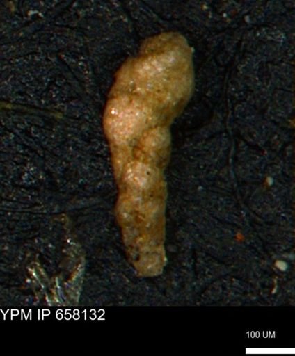 Verneuilinoides kansasensis
