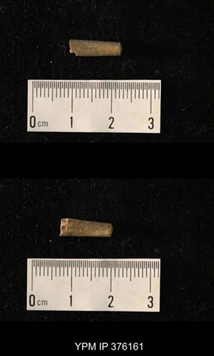 Pseudorthoceras knoxense