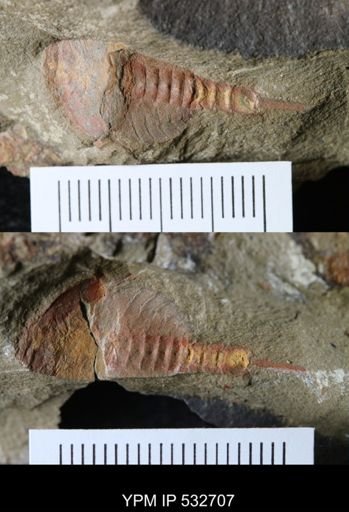 undet. Xiphosurida