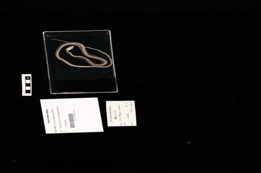 Xenochrophis vittatus