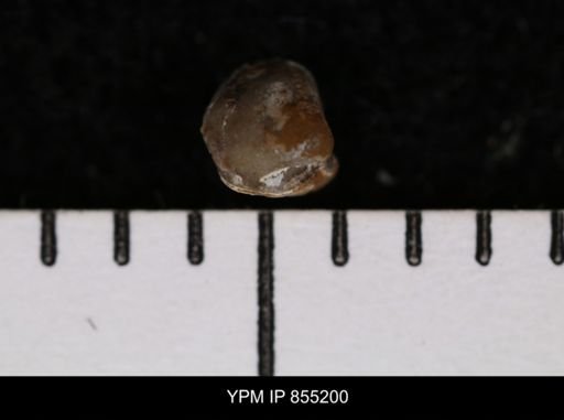 Protocardia subquadrata