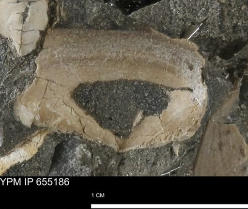 undet. Nuculanidae