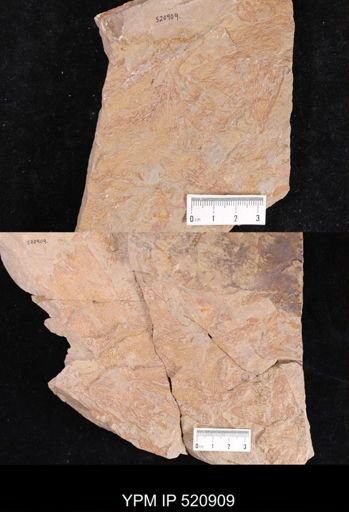 undet. Dendroidea