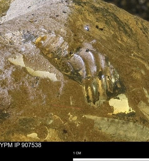 undet. Scaphitidae