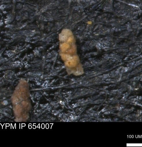Verneuilinoides hectori