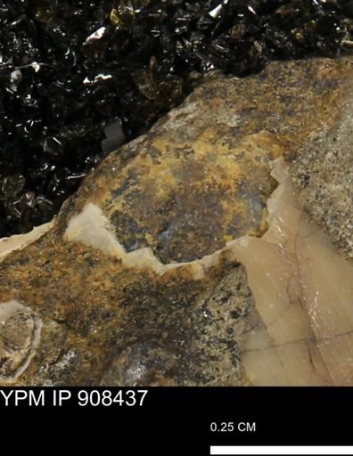 undet. Gastropoda