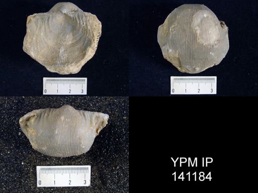 Productus sp.