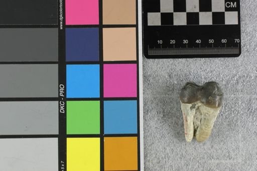 Archaeotherium marshi