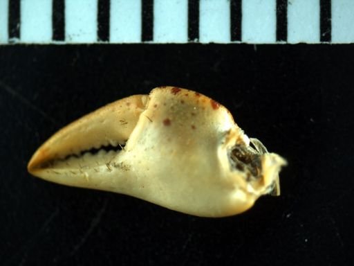 Hemigrapsus sanguineus