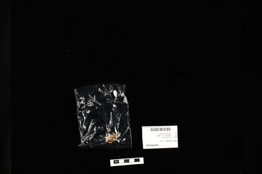 Siluriformes
