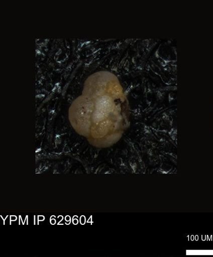 undet. Foraminiferida