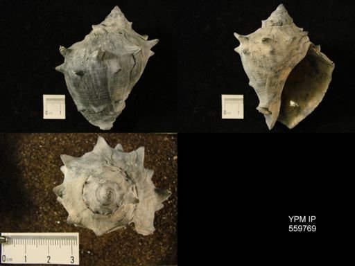 Melongena consors
