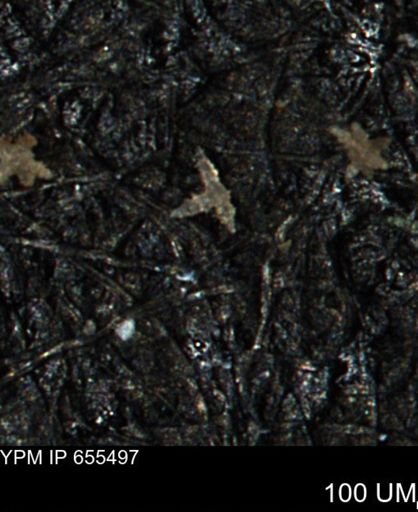 undet. Porifera