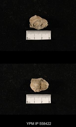 Kozlowskia sp.