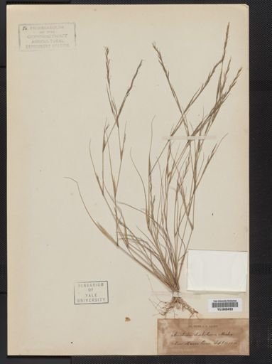 Aristida dichotoma