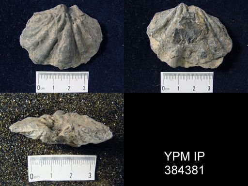 Macropleura macropleura